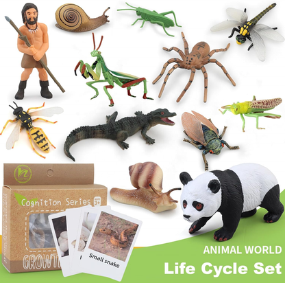 Montessori Animal Life Cycle Toys – Educational Figurines for Preschool Kids & Toddlers