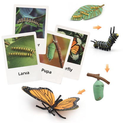 Montessori Animal Life Cycle Toys – Educational Figurines for Preschool Kids & Toddlers