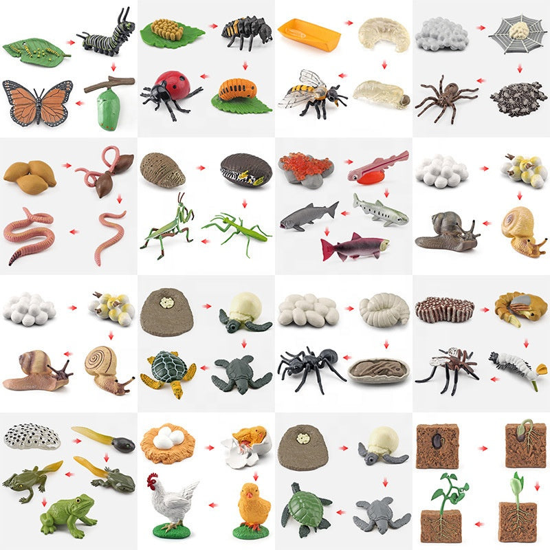 Montessori Animal Life Cycle Toys – Educational Figurines for Preschool Kids & Toddlers