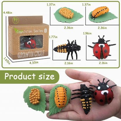 Montessori Animal Life Cycle Toys – Educational Figurines for Preschool Kids & Toddlers